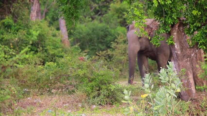 Asian Elephant Roaming in its Natural Environment Near a Canal