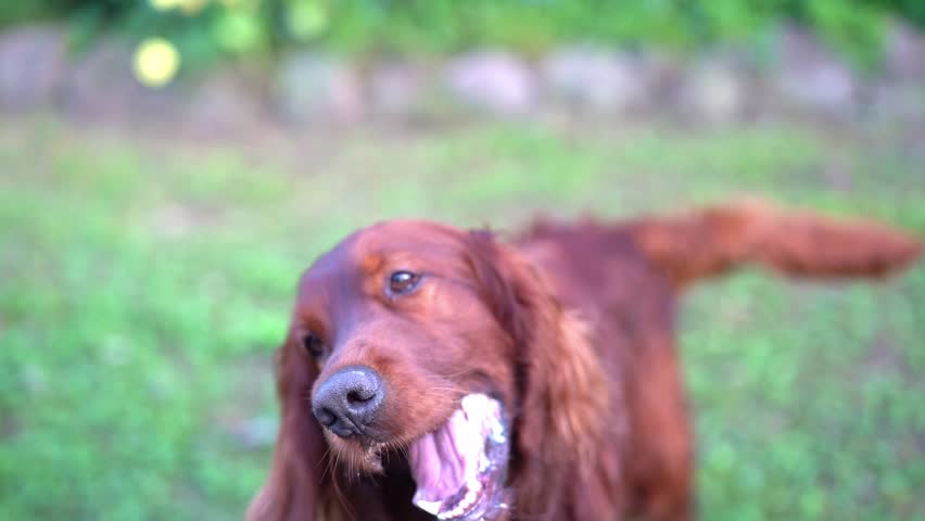An Irish Setter chases a toy. The owner plays with the dog in the yard.