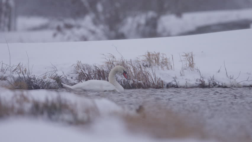 Mute swan on a windy rippling pond in the middle of a winter snow storm, panning