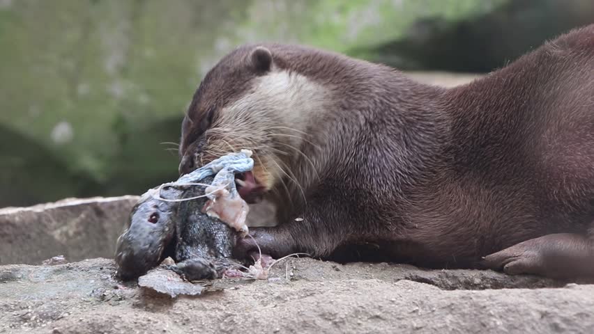 Close up of Asian small-clawed otter (Aonyx cinerea) eating a fresh fish, side view