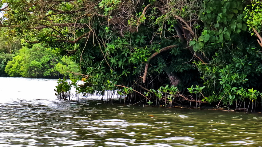 Ecological mangrove zone with tidal water mix in Koggala