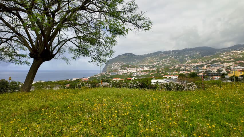 Panoramic view of a coastal village with a green field of wildflowers in the foreground in Madeira island, Portugal.