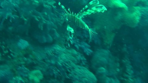 Lionfish (pterois volitans) swimming in the Red Sea 
