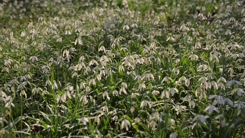 Field of Snowdrops in Early Spring Forest