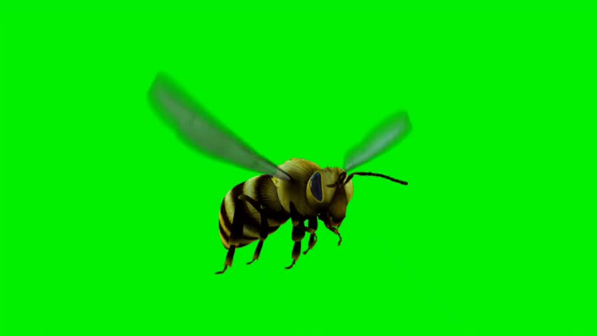Honey bee flying with wings flapping isolated on green screen background