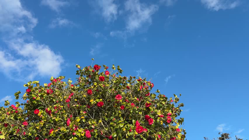 Red Camellia Bush Against Blue Sky with Light Clouds