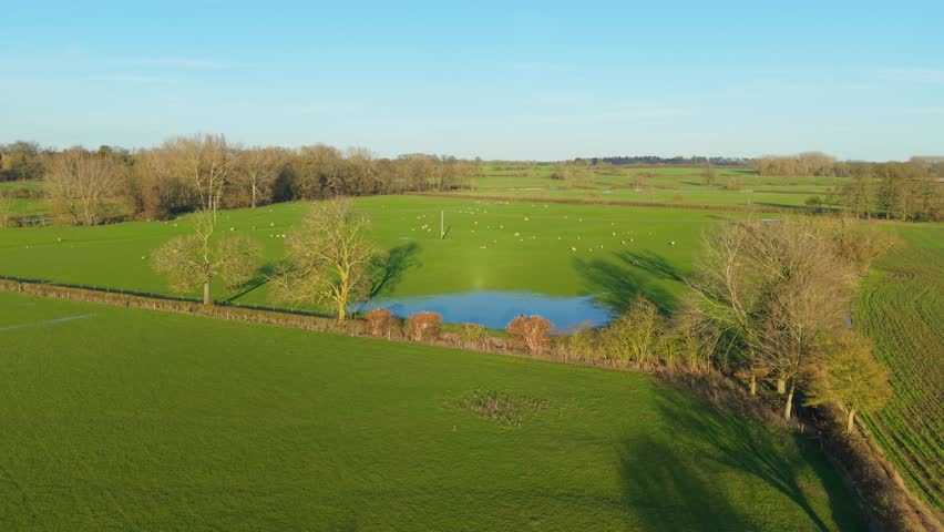 Sheep grazing across expansive green countryside pasture near small rural pond. Agricultural landscape with livestock feeding on fresh grass supporting farming agribusiness animal husbandry. Wide