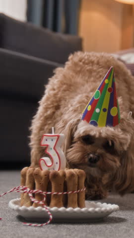 Vertical shot of cute fluffy dog with colourful conic hat licking pate put inside cookie cake while celebrating her third birthday