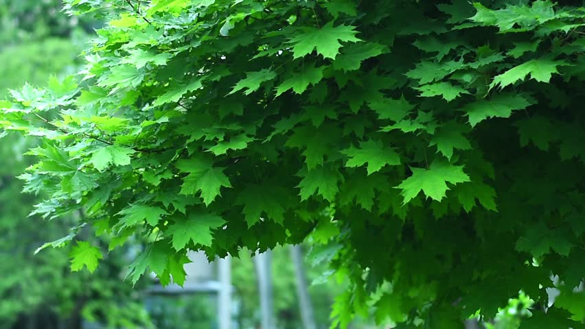 Maple leaves hanging on tree branch in green forest background, maple foliage moving in light wind, maple symbol of summer nature, natural outdoor scene, closeup detail, park atmosphere, copy space