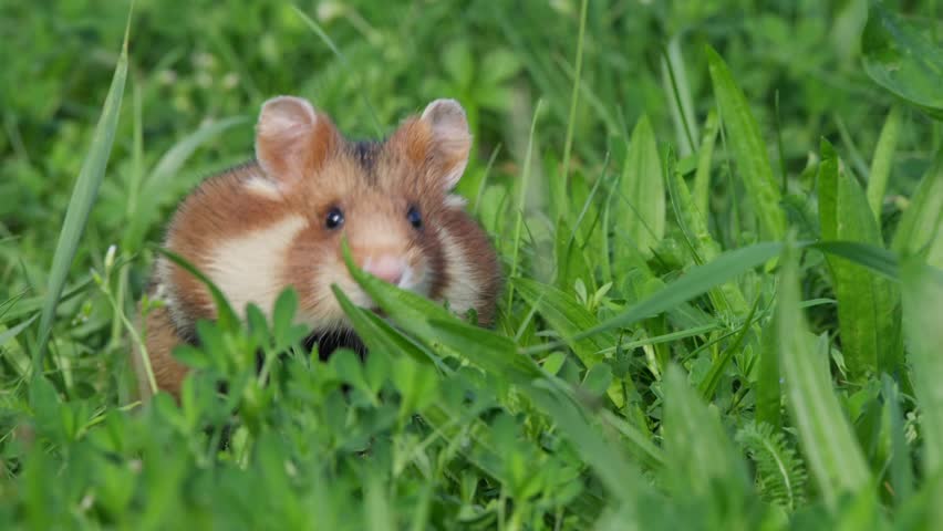 Hamster close-up sniffing the air while standing on hind legs in green grass, front paws visible. Curious and innocent pet rodent rises higher and looks left of camera, then right.