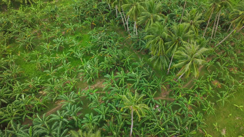 Lush tropical banana and coconut grove seen from above in vivid green tones