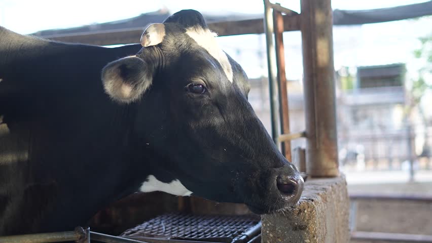 Young black and white cow with short horns, close up animal portrait