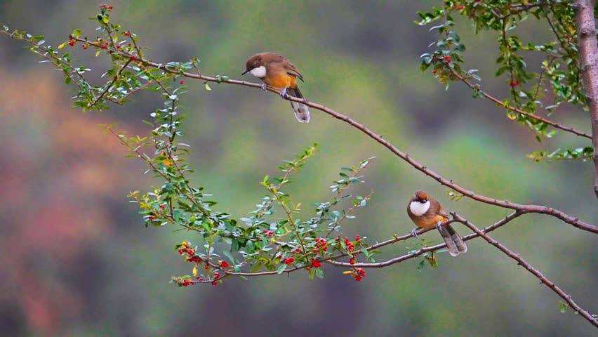 Group of White-browed Laughingthrush Birds Perched on Berry Bush, Tropical Songbirds on Branch with Red Berries, Wildlife Photography of Multiple Birds in Natural Habitat, Garrulax Sannio Activity in Forest.