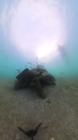 Vertical Underwater Adventure: Snorkeler Diving to Retrieve Camera at Blue Heron Bridge