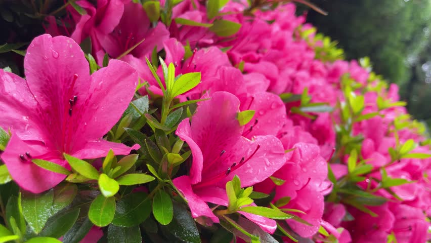 Azalea wet with rain, rainy season front