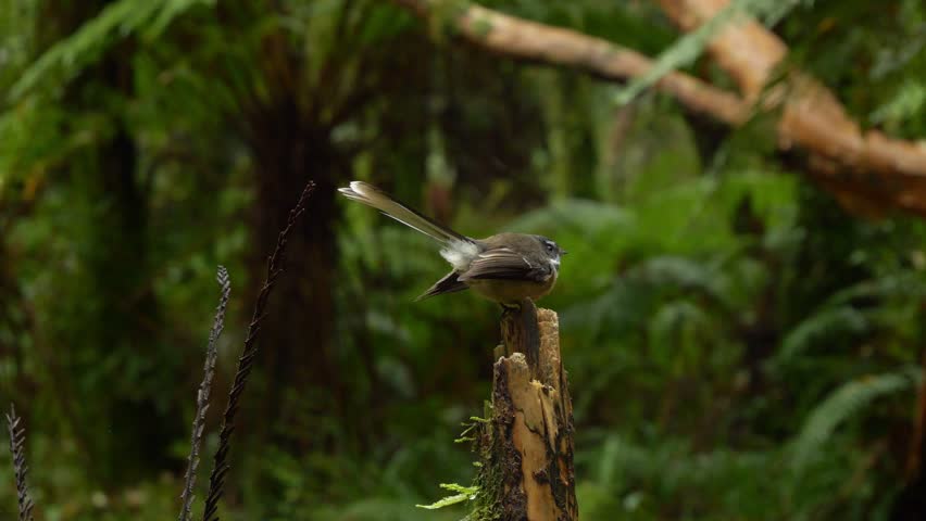 Fantail Bird Perched On The Tree At Mount Aspiring National Park In Westland, New Zealand. - closeup shot