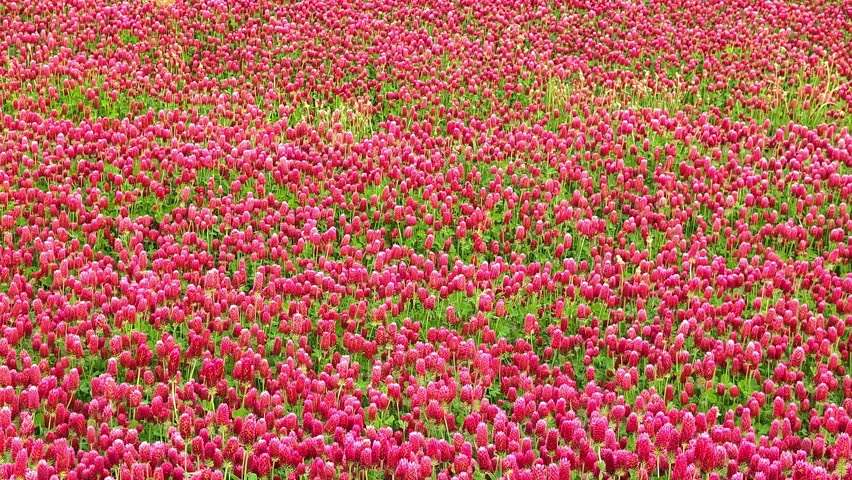 Beautiful field of blooming crimson clover flowers in the spring time