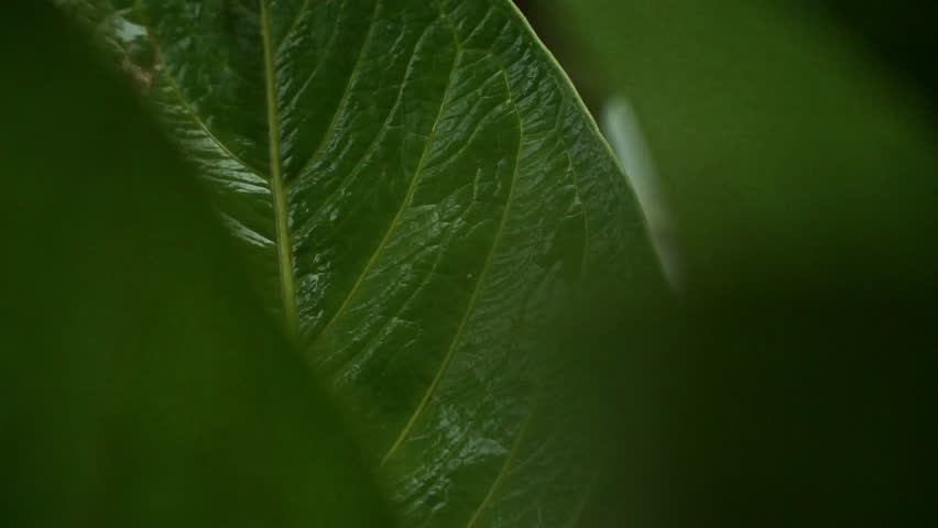 Close-up of fresh green leaves wet from rain. Natural texture, calm mood, and lush tropical foliage after rainfall.