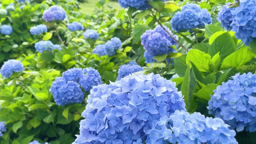 hydrangea, heyday, beautiful, blue, purple