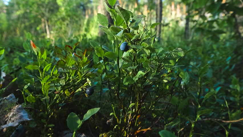 Cinematic backward reveal of ripe wild blueberries and unripe lingonberries growing on forest floor in warm sunlight with soft woodland bokeh.