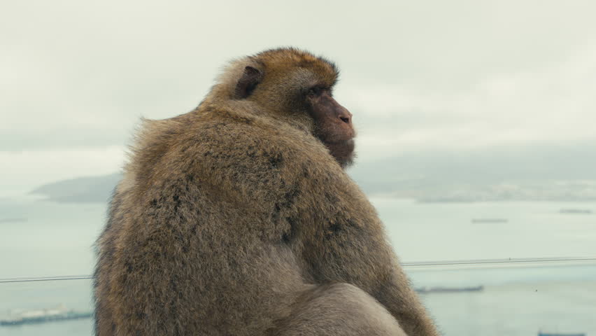 Close-up of a Barbary macaque sitting on the Rock of Gibraltar, overlooking the Strait of Gibraltar with cargo ships in the background.