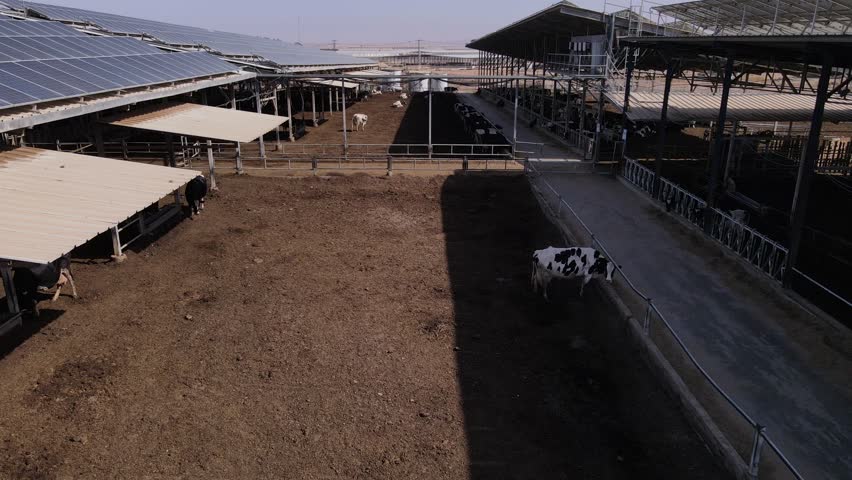 Drone advances and descends through open cattle yard at Kibbutz Yotvata dairy facility, moving toward silos and covered feeding structures in desert environment.