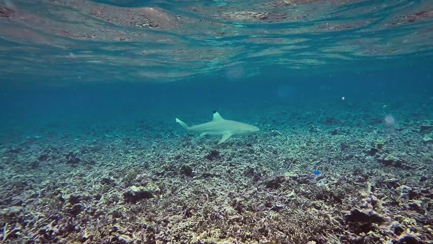 A young blacktip reef shark (Carcharhinus melanopterus) gracefully swims beneath the clear tropical waters off the coast of Raja Ampat, Papua. The calm sea, sunlight, smooth movements of the shark.