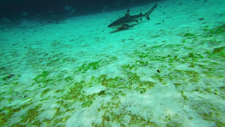 A young blacktip reef shark (Carcharhinus melanopterus) gracefully swims beneath the clear tropical waters off the coast of Raja Ampat, Papua. The calm sea, sunlight, smooth movements of the shark.