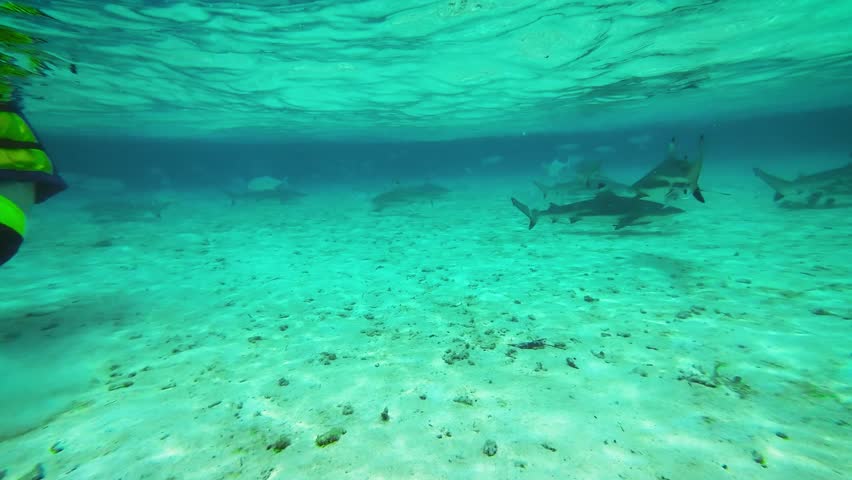 A young blacktip reef shark (Carcharhinus melanopterus) gracefully swims beneath the clear tropical waters off the coast of Raja Ampat, Papua. The calm sea, sunlight, smooth movements of the shark.
