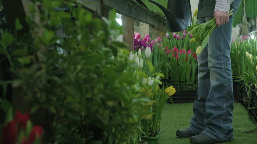 A person in jeans and boots tends to a vibrant display of tulips, holding a watering can and a bunch of freshly cut flowers