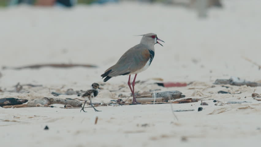 Chick of Southern lapwing or Quero quero hides next to parent