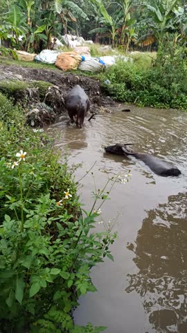 Several black Water buffalo cool themselves while bathing in a river, a common rural scene reflecting traditional livestock behavior in tropical farming areas.