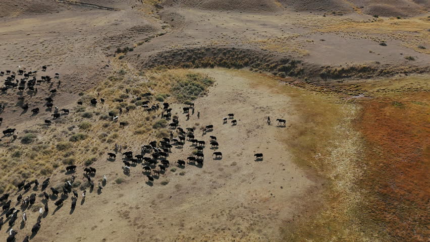 Shepherd Herding Yak Herd in Kyrgyzstan Steppe Drone View