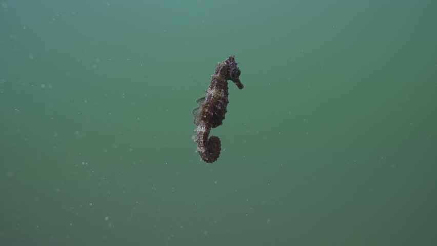 Back view of a seahorse swimming in the water column, Slow motion