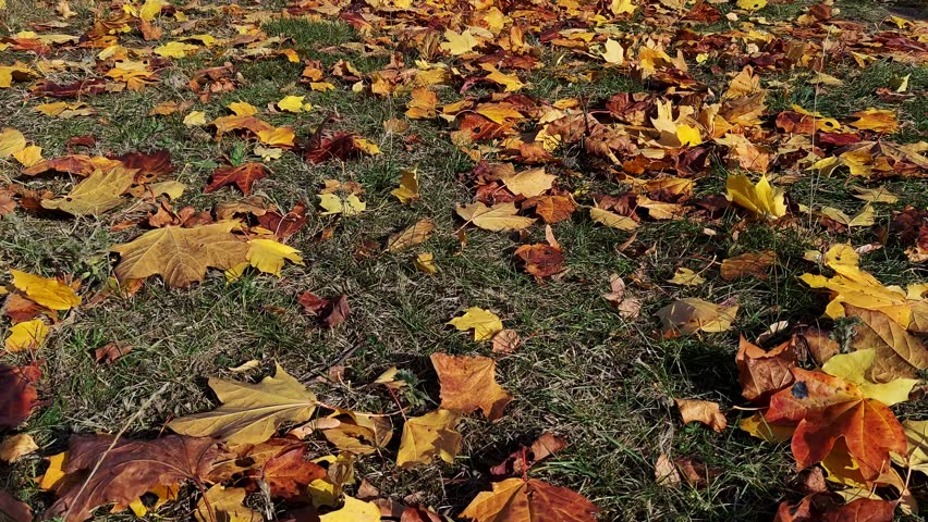 Yellow leaves are carried by wind across ground on sunny autumn day. Concept of late autumn, leaf fall