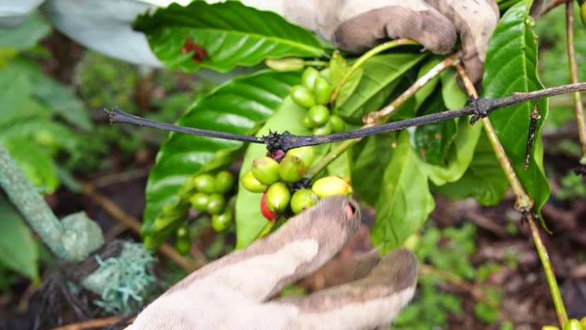 Close-up of a Hand Harvesting Ripe Coffee Beans from a Coffee Plant Branch