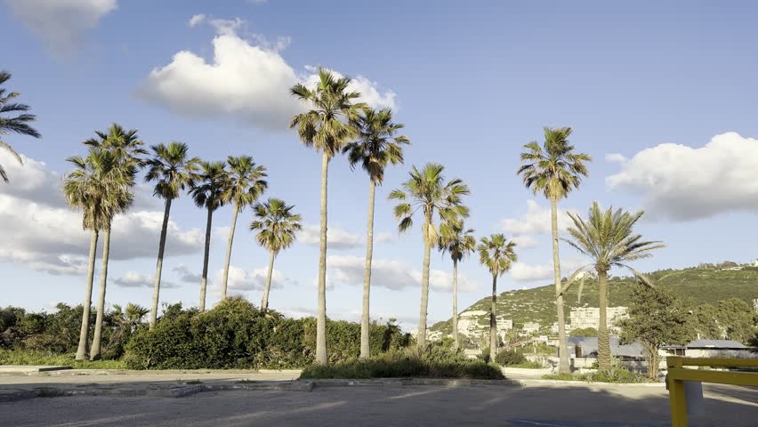 Palm trees in the courtyard of the Sea Institute in Haifa, with the sea and the city behind them. Wind.