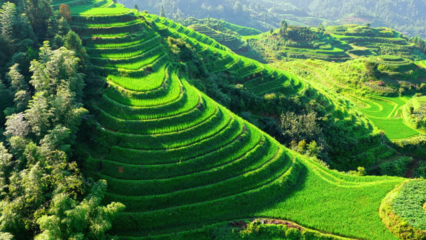 Lush green terraced rice fields in Guilin, China. Scenic agricultural landscape showing traditional irrigation and farming beauty.