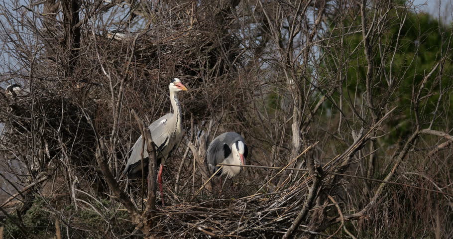 Couple of Grey herons, Ardea cinerea, preparing the nest, the Camargue, Southern France