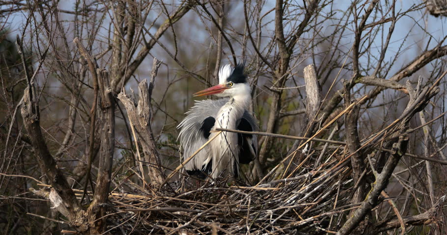 Couple of Grey herons, Ardea cinerea, preparing the nest, the Camargue, Southern France