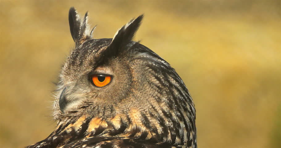 Portrait of Eurasian eagle-owl ( Bubo bubo), France