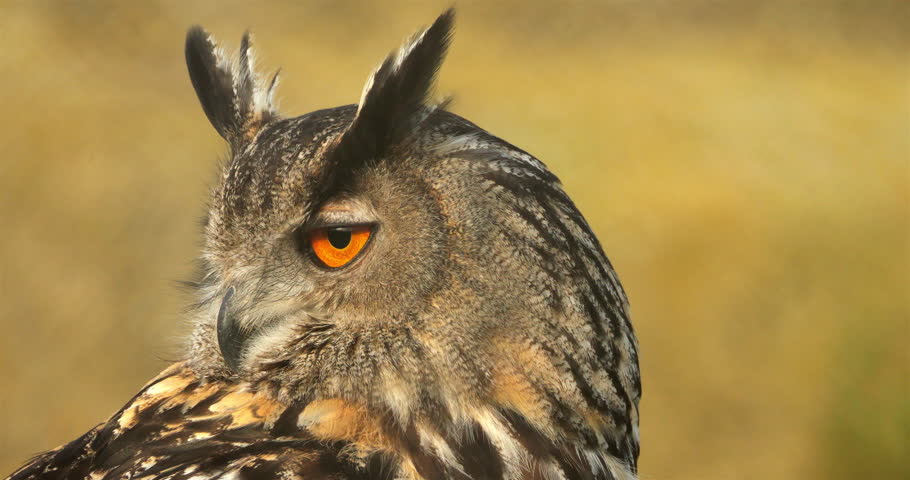 Portrait of Eurasian eagle-owl ( Bubo bubo), France
