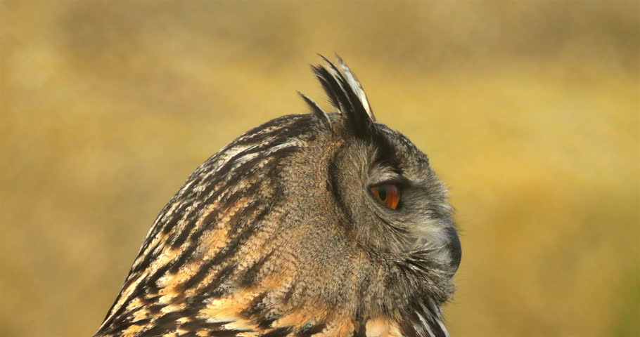 Portrait of Eurasian eagle-owl ( Bubo bubo), France