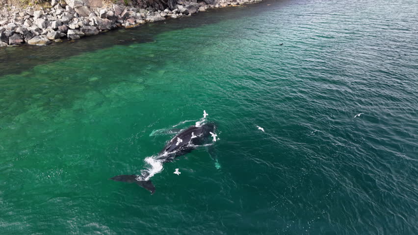 Whale rises to breathe beside the cliff above a green shelf in Lavrentiya Bay, a vapor plume visible as birds scatter, delivering proximity and clean color for tourism, education and editorial use