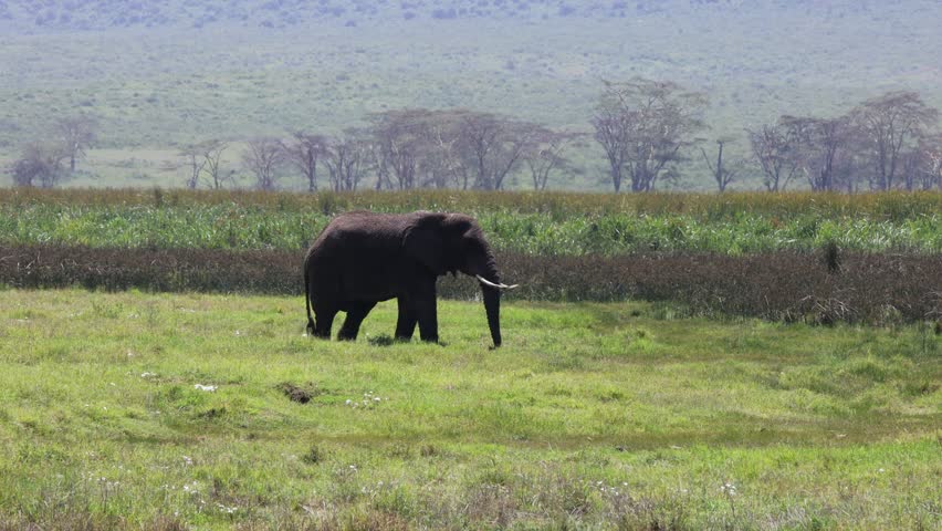 African elephant walking across the wild savanna surrounded by dry grass and open landscape under warm sunlight. Majestic wildlife scene showing the largest land animal in its natural habitat. Powerful elephant moving peacefully through the African wilderness with wide plains and natural scenery. Authentic safari moment representing African wildlife, nature conservation, and the beauty of untamed savanna ecosystems