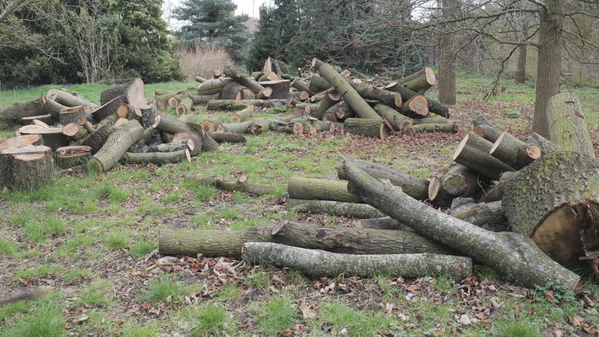 Pile of cut tree logs on a grassy field with trees behind. 