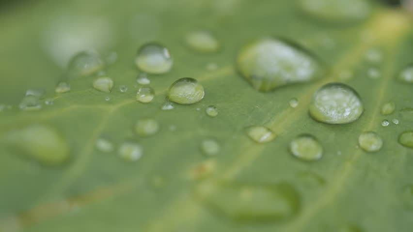 Water droplets resting on a bright green leaf with veins.