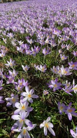 Beautiful Wild Meadow with Flowering Tulipa Saxatalis. The end of winter and the beginning of spring in Germany. Lila flowers in the green park.