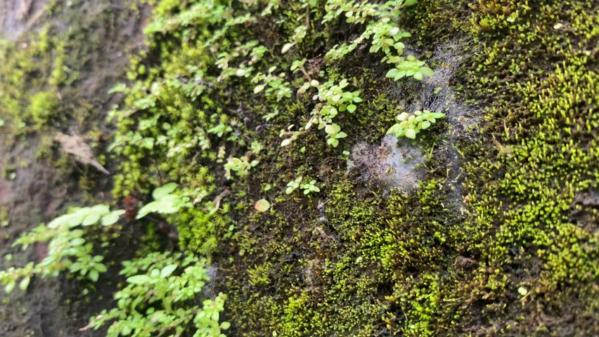 Vibrant green moss and plants thriving on rugged rocky terrain