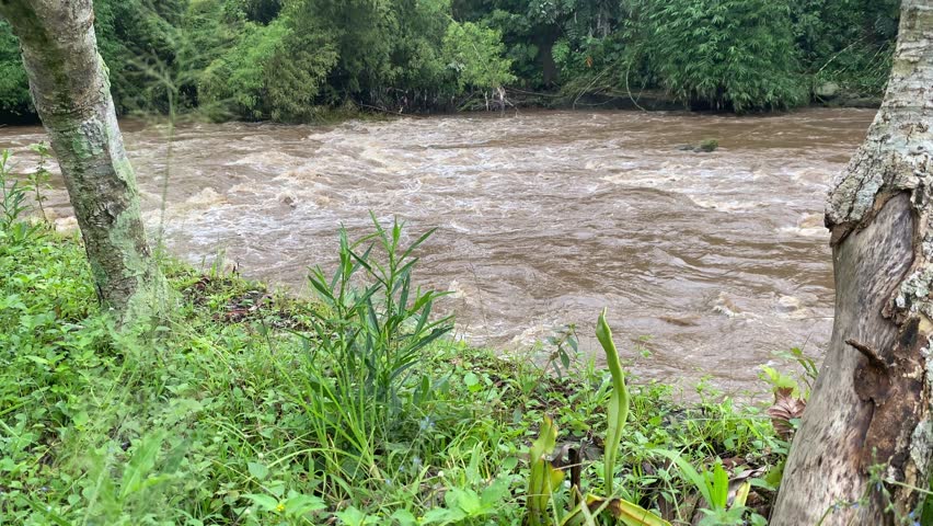 Turbulent river flowing through dense green forest, creating a dramatic natural landscape scene
